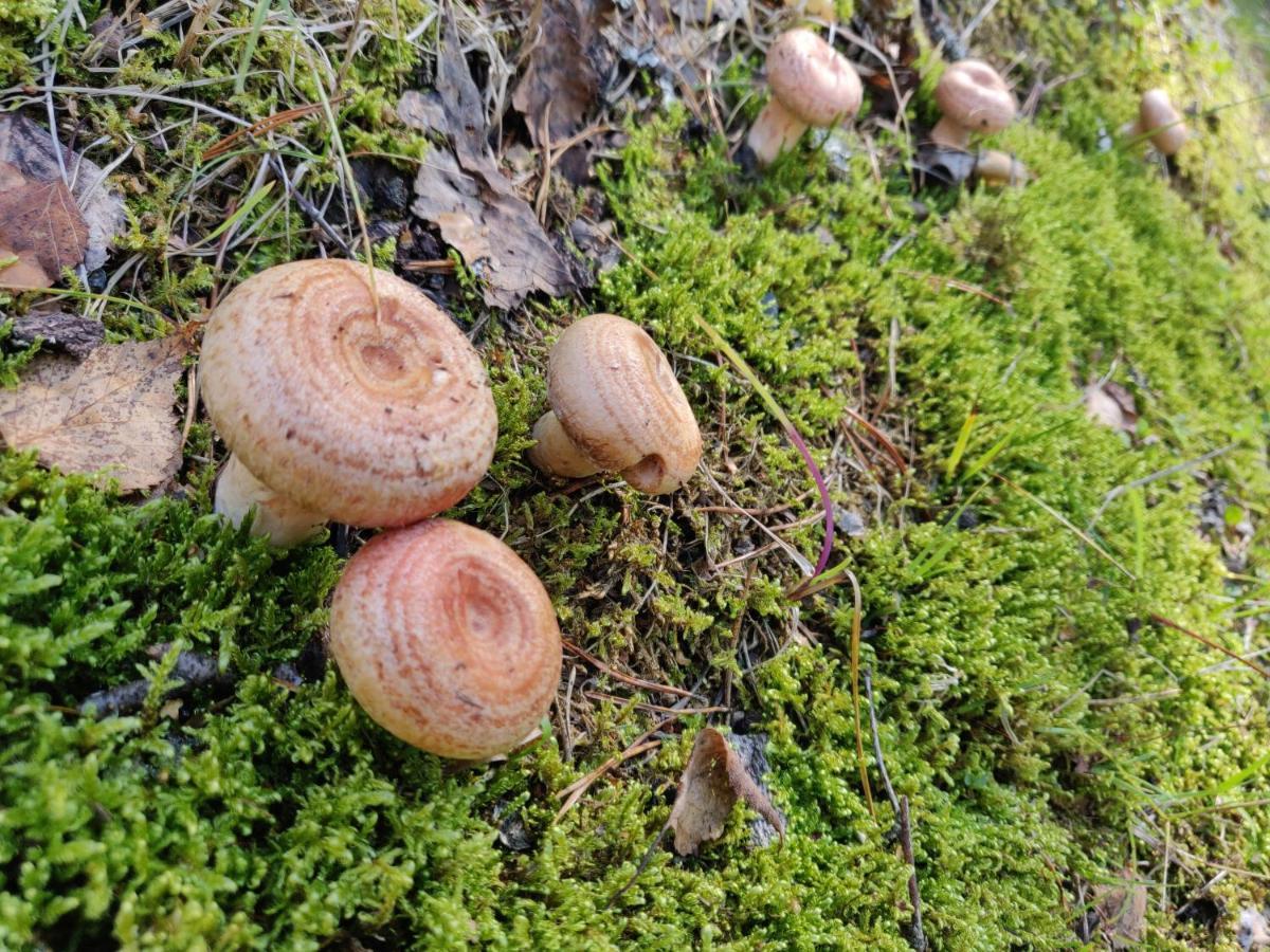 Polku Hotelli Vihti Exteriér fotografie